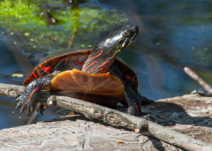 Painted Turtle.jpg