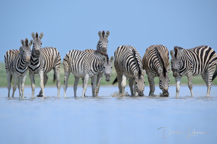 Post Your Best Wildlife Images From 2024!