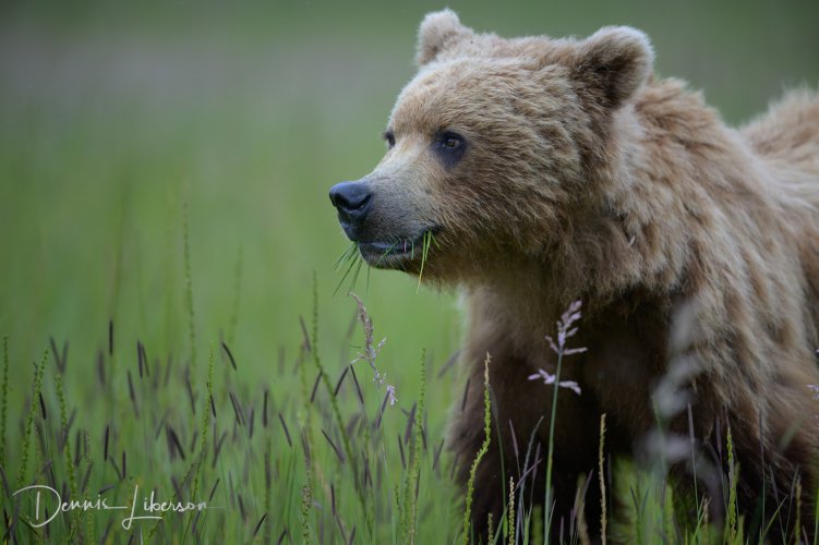 Post Your Best Wildlife Images From 2024!