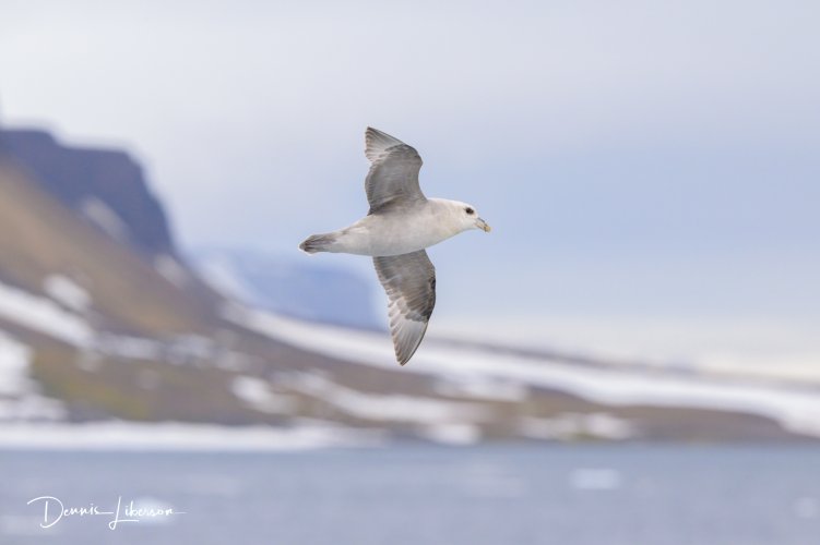 Post Your Best Wildlife Images From 2024!