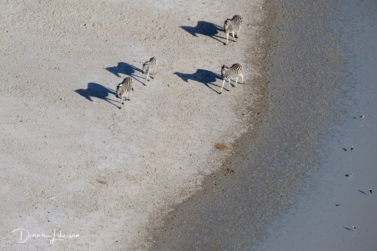 Post Your Best Wildlife Images From 2024!