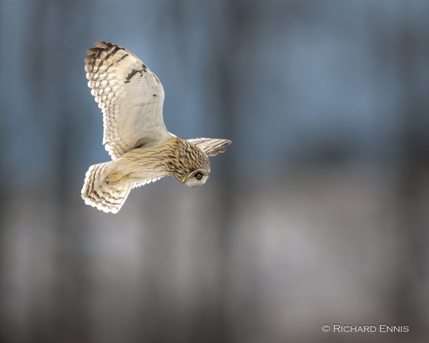 Post Your Best Wildlife Images From 2024!