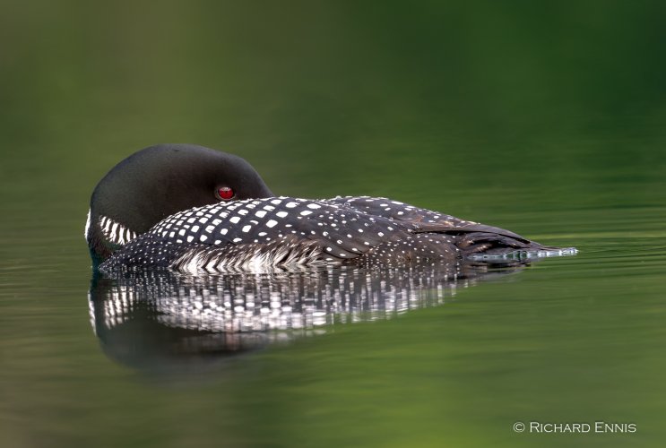 Post Your Best Wildlife Images From 2024!