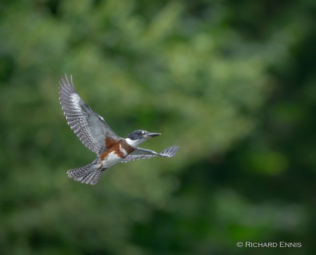 Post Your Best Wildlife Images From 2024!