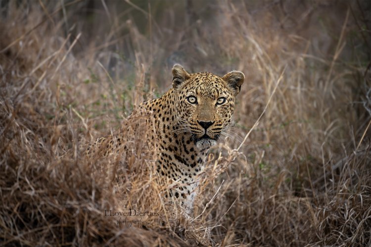 _DSC2370 Insta Leopard .jpeg