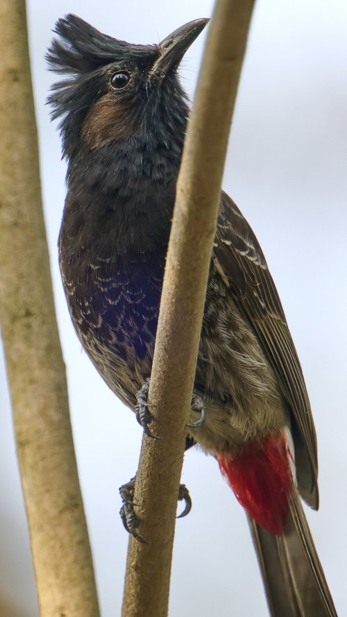 2024_03_15_Red-vented_Bulbul.jpg