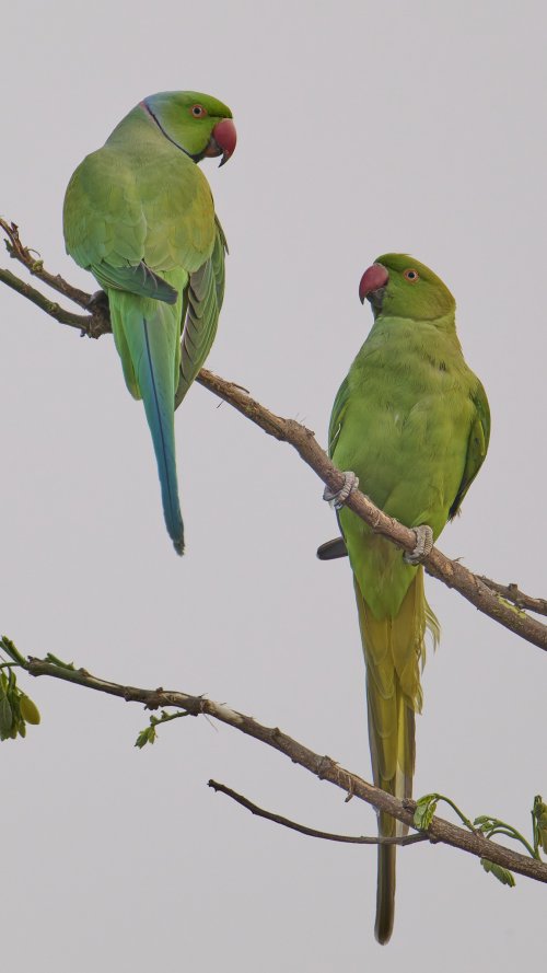 2024_03_22_Rose-ringed_Parakeets.jpg