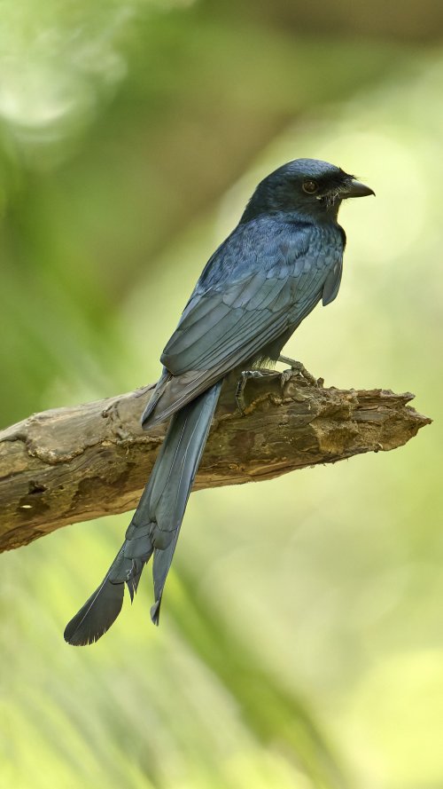 2024_03_26_Black_Drongo.jpg