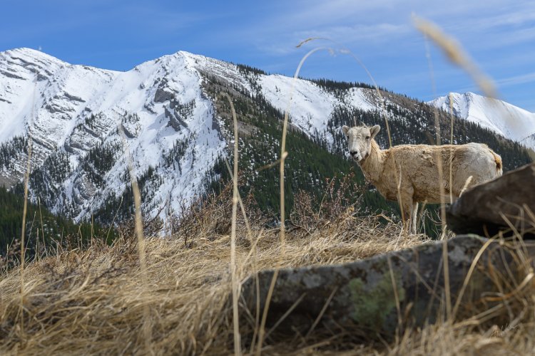 Post Your Best Wildlife Images From 2024!