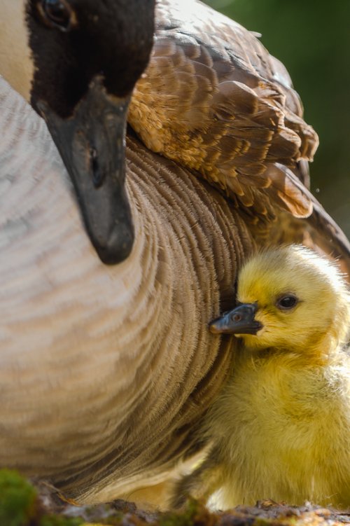 Post Your Best Wildlife Images From 2024!