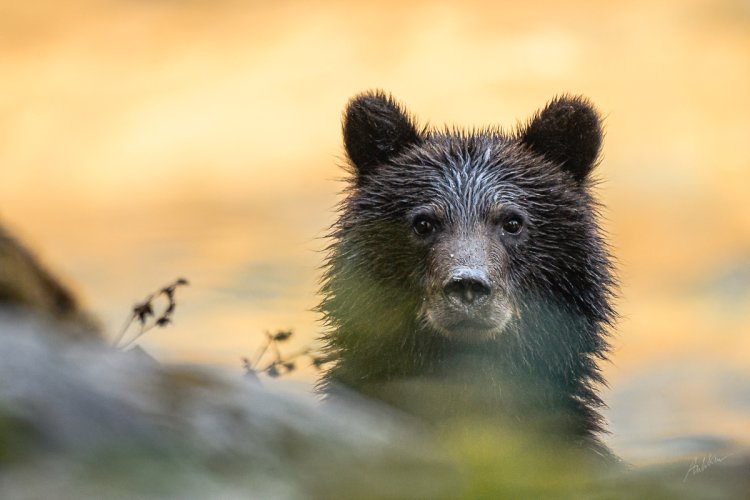 Post Your Best Wildlife Images From 2024!