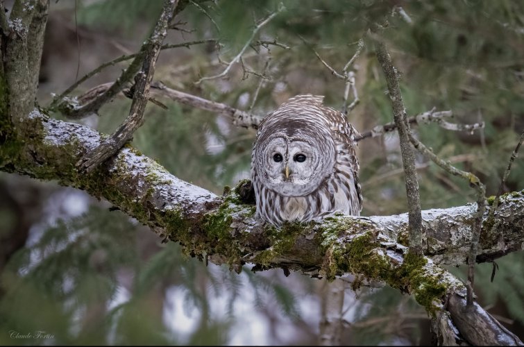 Barred Owl : Nikon z8 - Z100-400mm 1/800,f5  iso 3600 -20241216