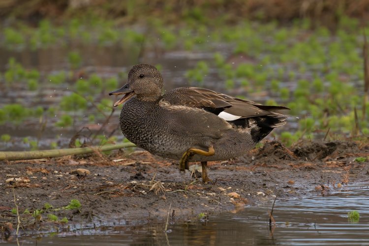 Post Your Best Wildlife Images From 2024!