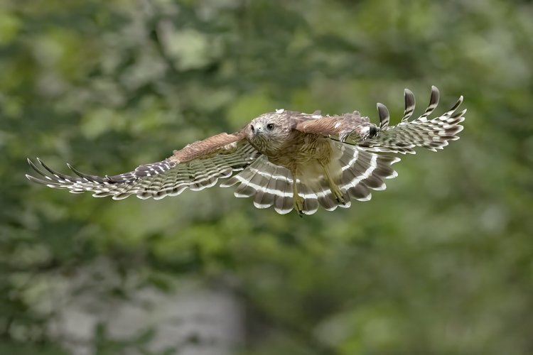 Post Your Best Wildlife Images From 2024!