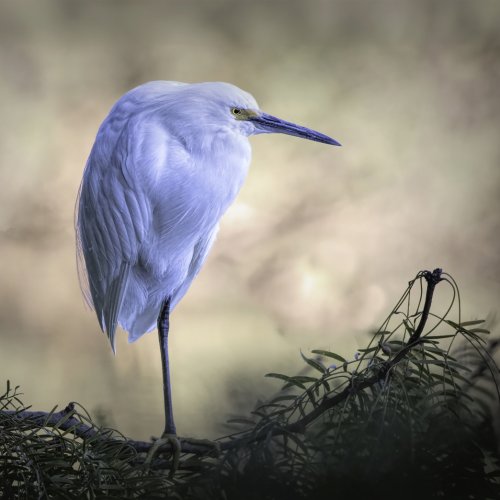 Solitary Egret.jpg