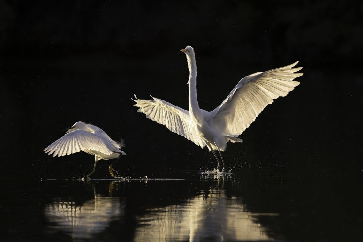 The Egret Dance.jpg