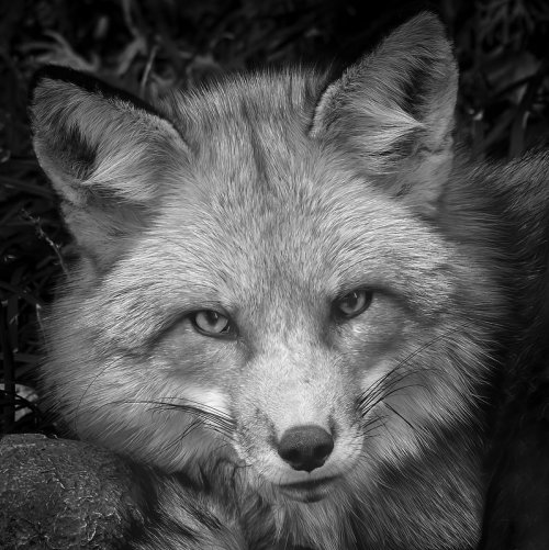 Red Fox Portrait.jpg