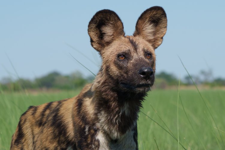 Painted Wolves