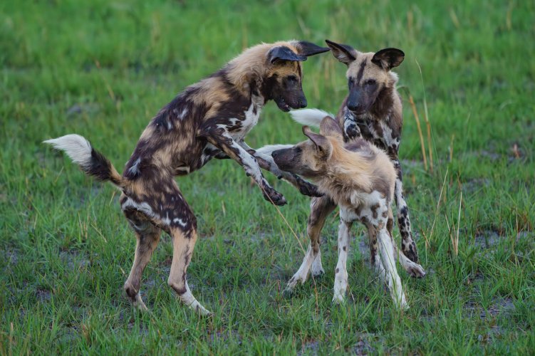 Painted Wolves