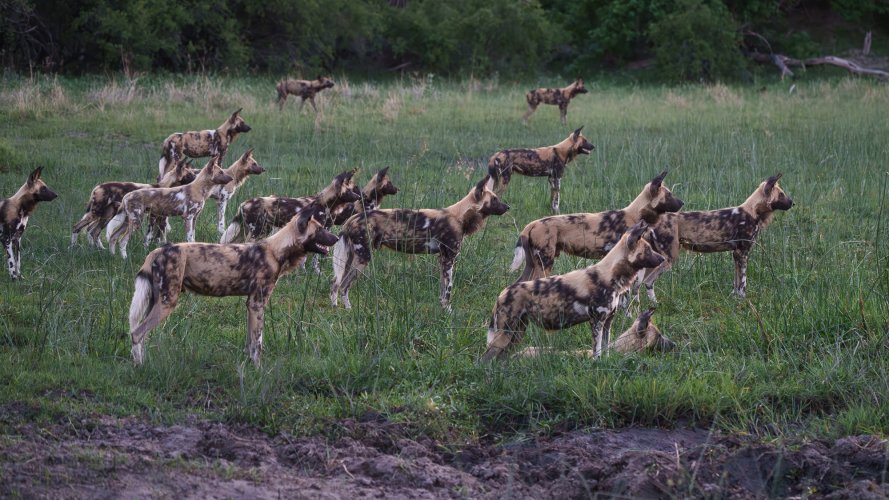 Painted Wolves