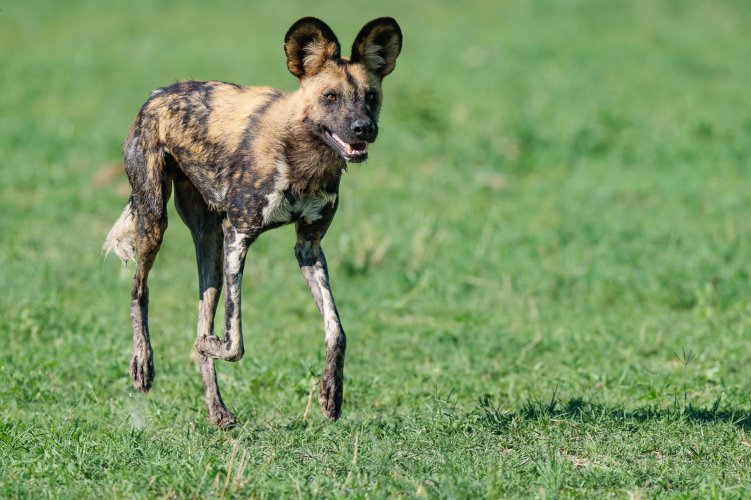 Painted Wolves