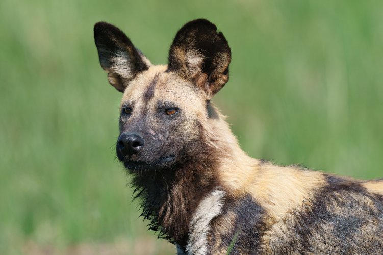 Painted Wolves