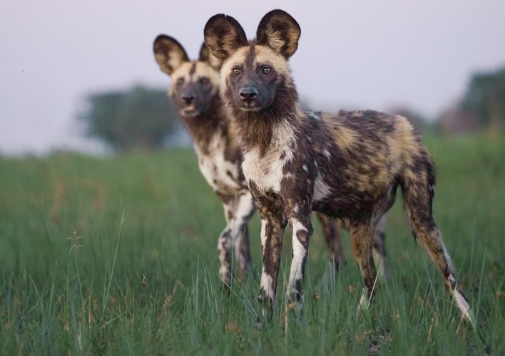 Painted Wolves