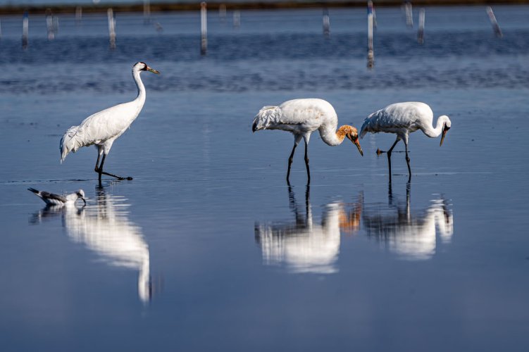 020124RockportTexasBirding06Small.jpg