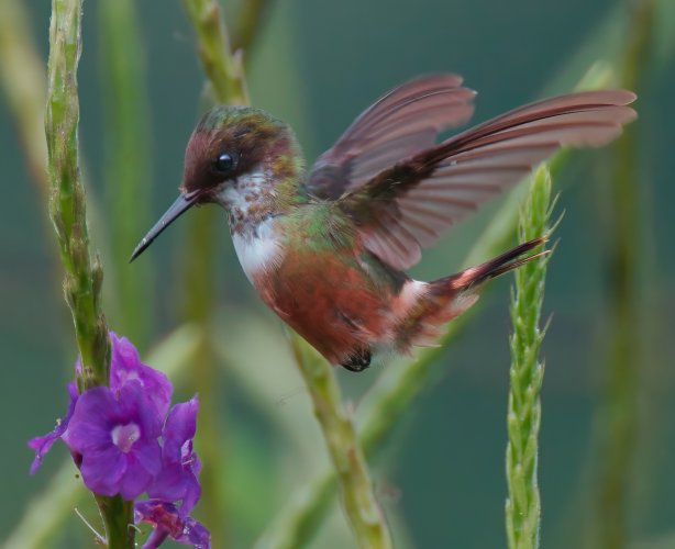 White Crested Coquette F 5068-TPZBCG.jpeg