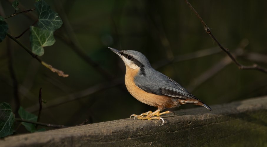 Nuthatch in the winter sun. Taken yesterday 30/12/2024 - UK