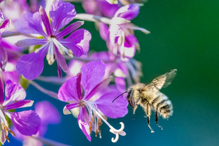 Honey Bee Coming In Our Yard 7-15-2024.jpg