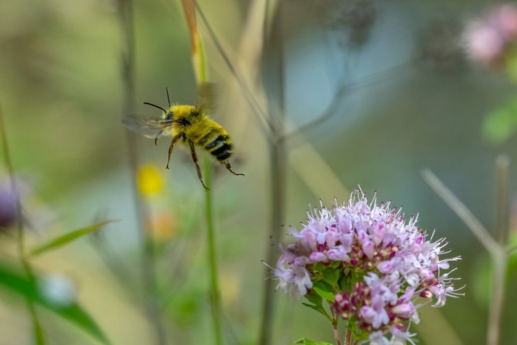 Honey Bee Up Our Yard 7-26-2024.jpg