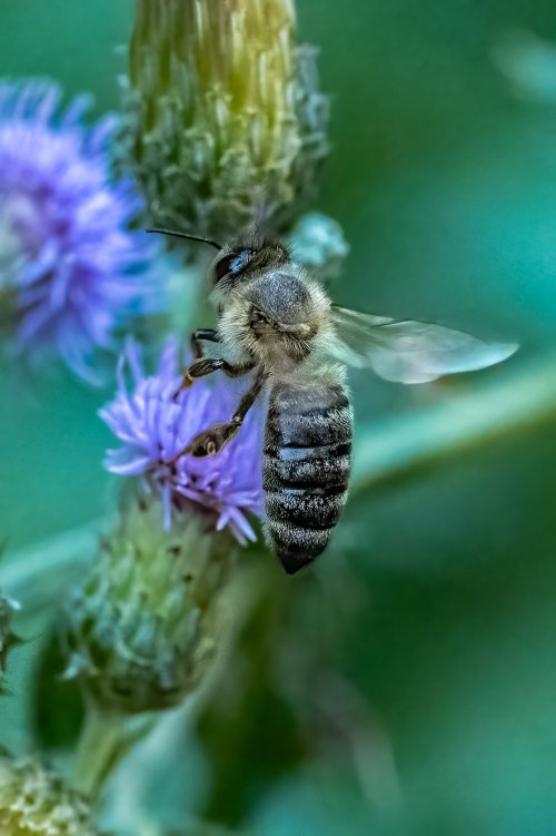 Honey Bee Over Thistle Our Yard 7-19-2024.jpg