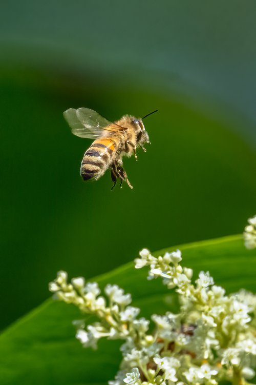 Bee Over Giant Knotweed Our YArd 9-6-2024.jpg