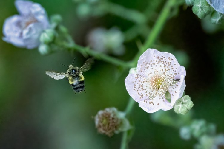 Bee Over California Blackberry Our Yard 7-10-2024.jpg