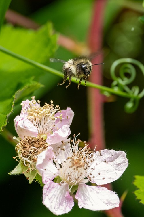 Bee Over Blackberry Our Yard 6-29-2024.jpg