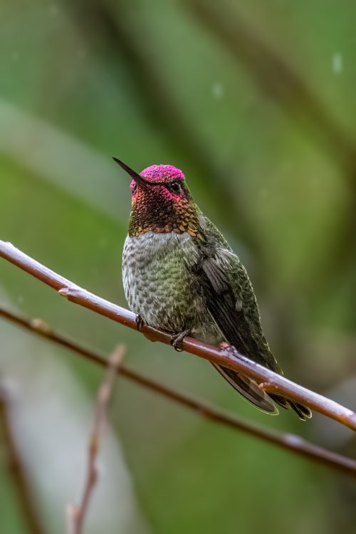 Anna's Hummingbird In The Rain Our Yard 1-8-2024.jpg