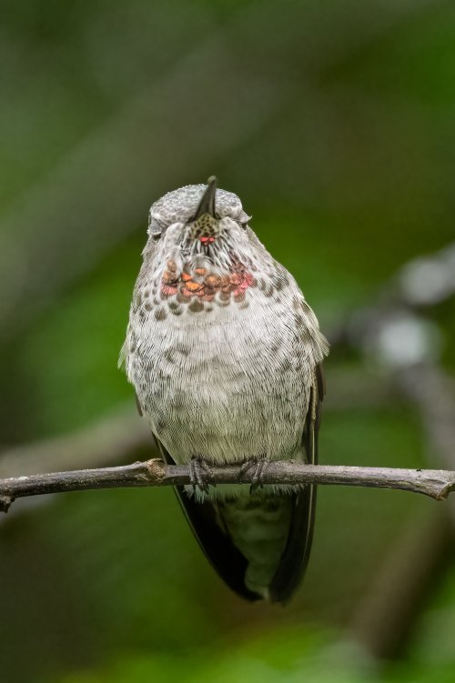 Juvenile FemLe Anna's Hummingbird Our Yard 9-15-2024.jpg