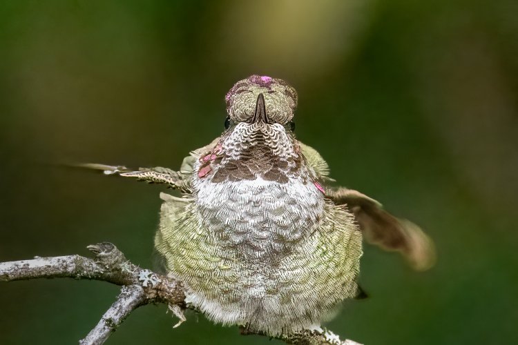 Male Juvenile Anna's Hummingbird Our Yard 9-18-2024.jpg