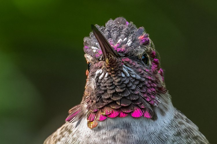 Juvenile Male Anna's Hummingbird 1 Our YArd 9-8-2024.jpg