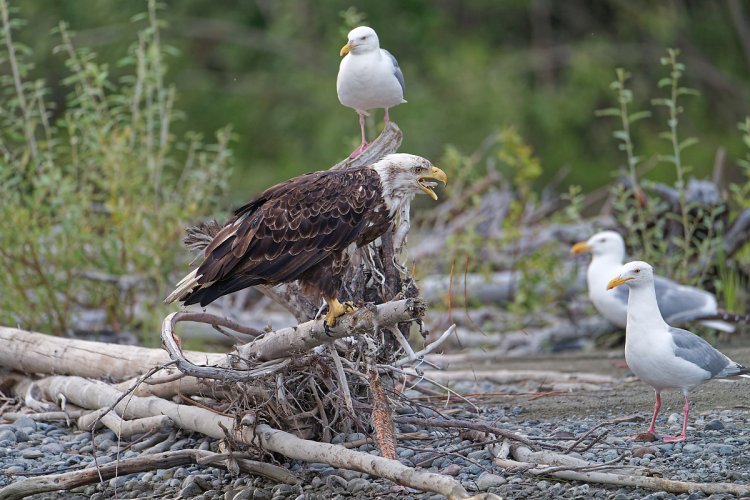 Post Your Best Wildlife Images From 2024!