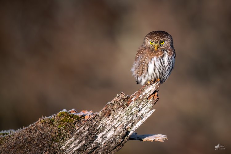 New Year's Day Northern Pygmy-Owl