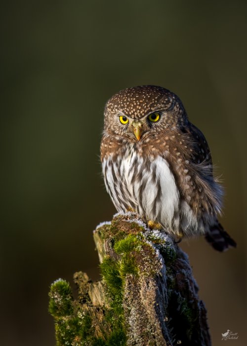 New Year's Day Northern Pygmy-Owl