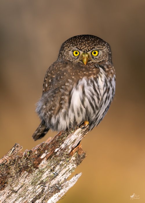 New Year's Day Northern Pygmy-Owl