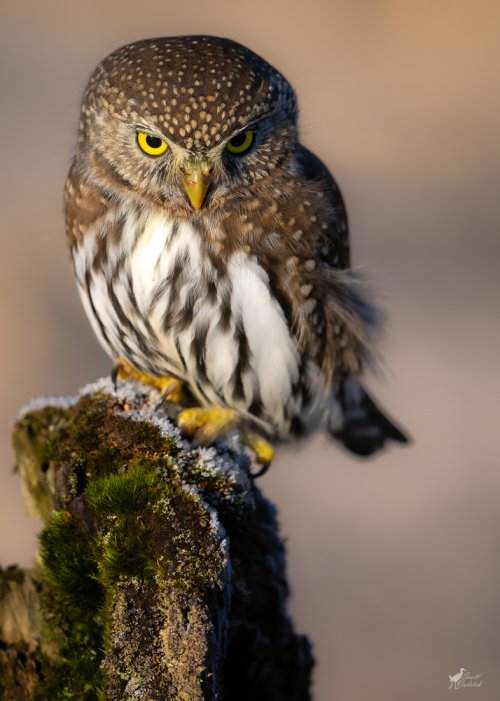 New Year's Day Northern Pygmy-Owl