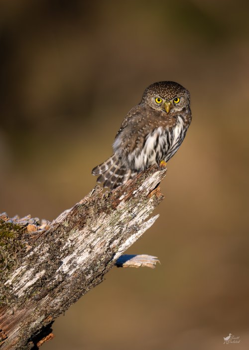 New Year's Day Northern Pygmy-Owl