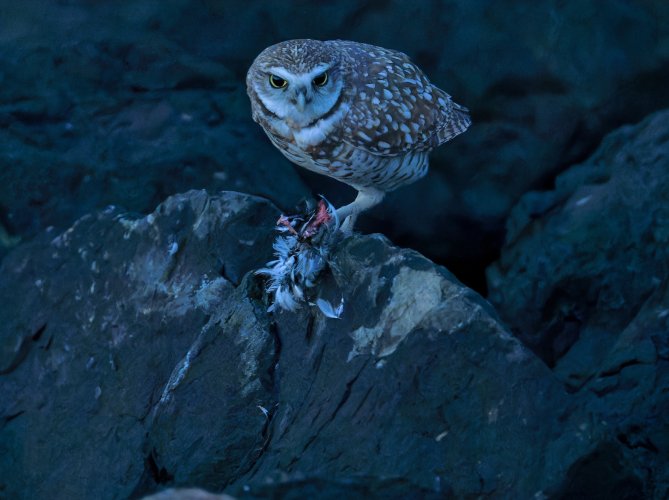 burrowing owl eating a bird.jpg