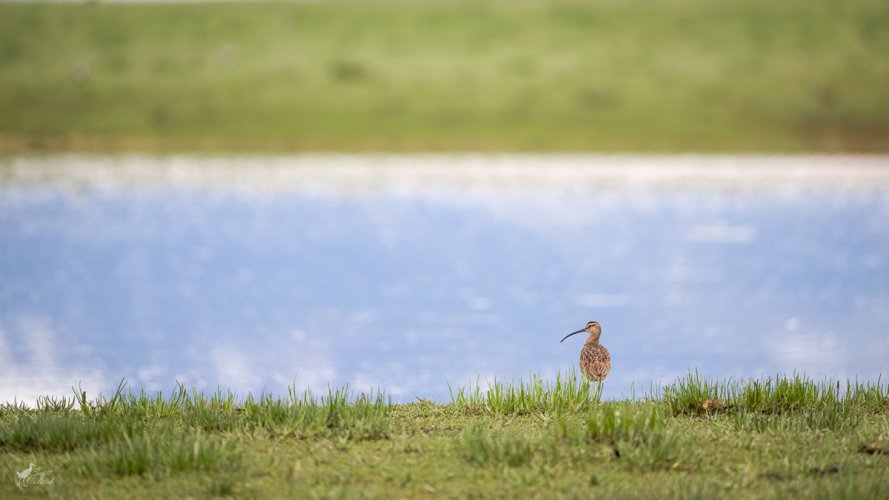 Post Your Best Wildlife Images From 2024!