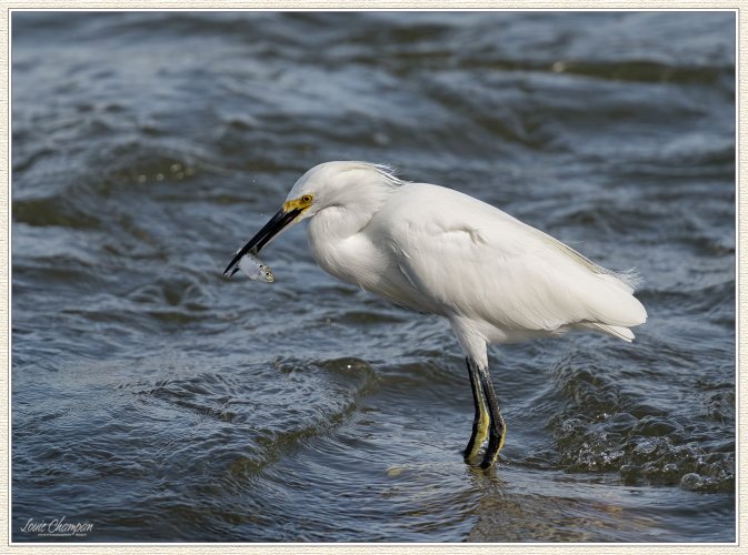 Snowy Egrets...