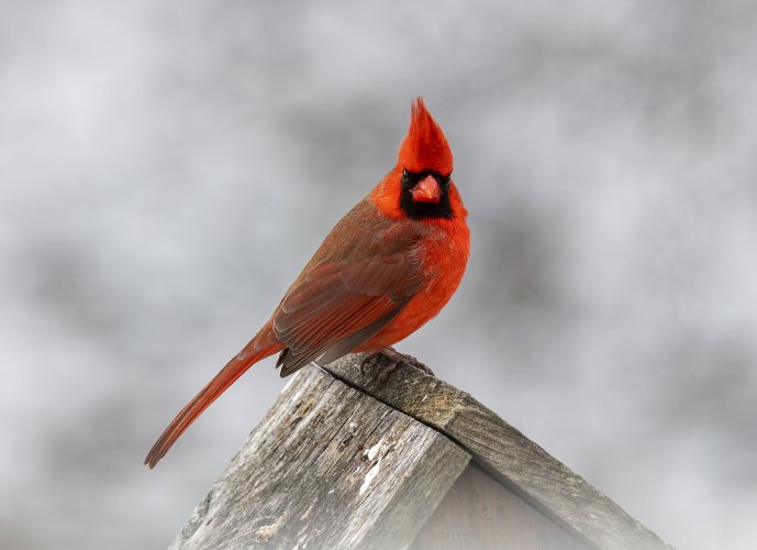 2025-01-06 Backyard Birds D850_001-Enhanced-NR.jpg